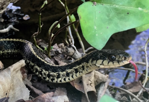 gartersnake